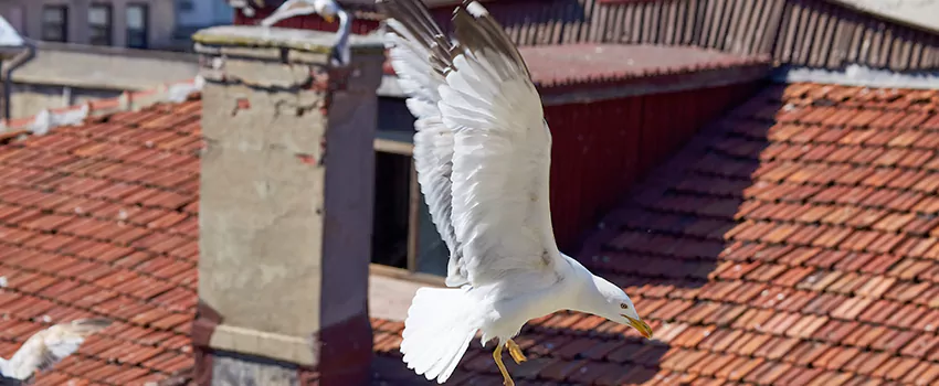 Residential Chimney Animal Removal Solution in Eastpointe, MI