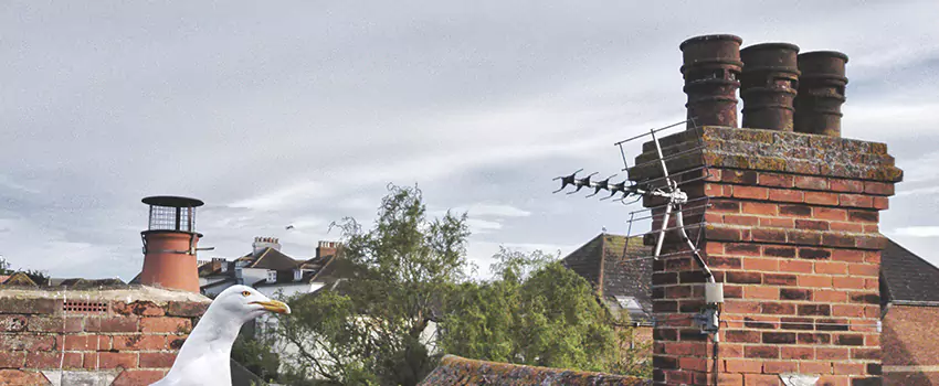 Chimney Cleaning And Restoration in Eastpointe, Michigan